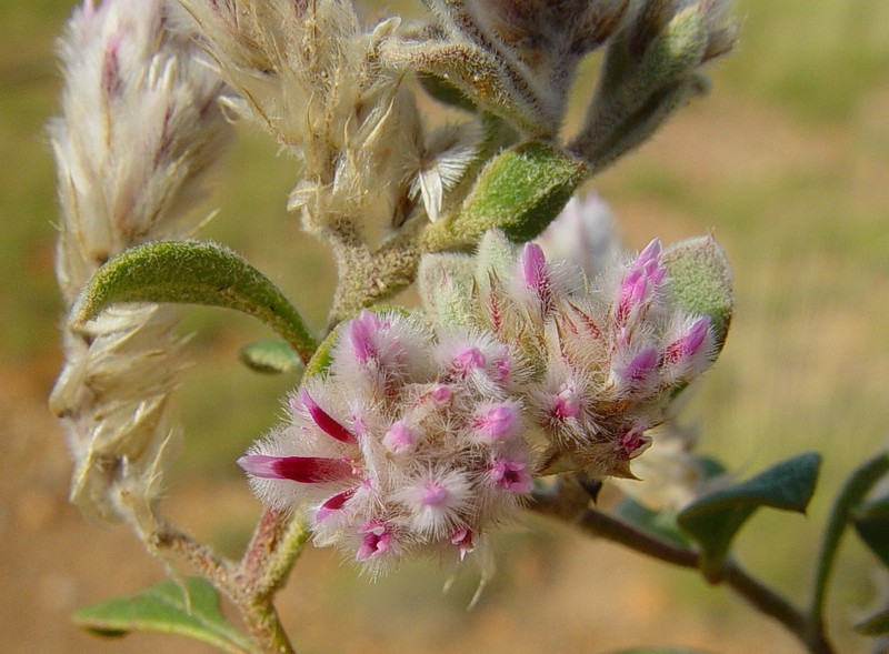 Ptilotus kenneallyanus photo 4