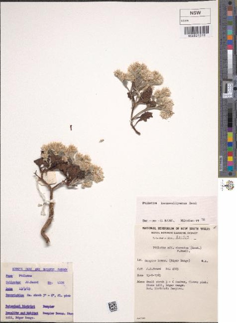 Ptilotus kenneallyanus photo 6