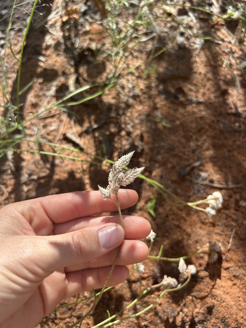 Ptilotus lanatus