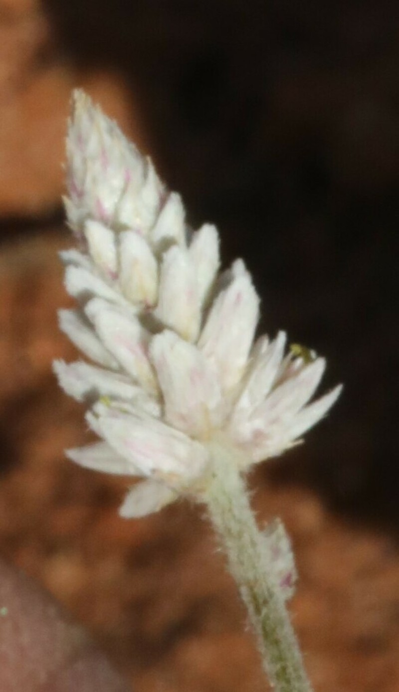 Ptilotus lanatus photo 3