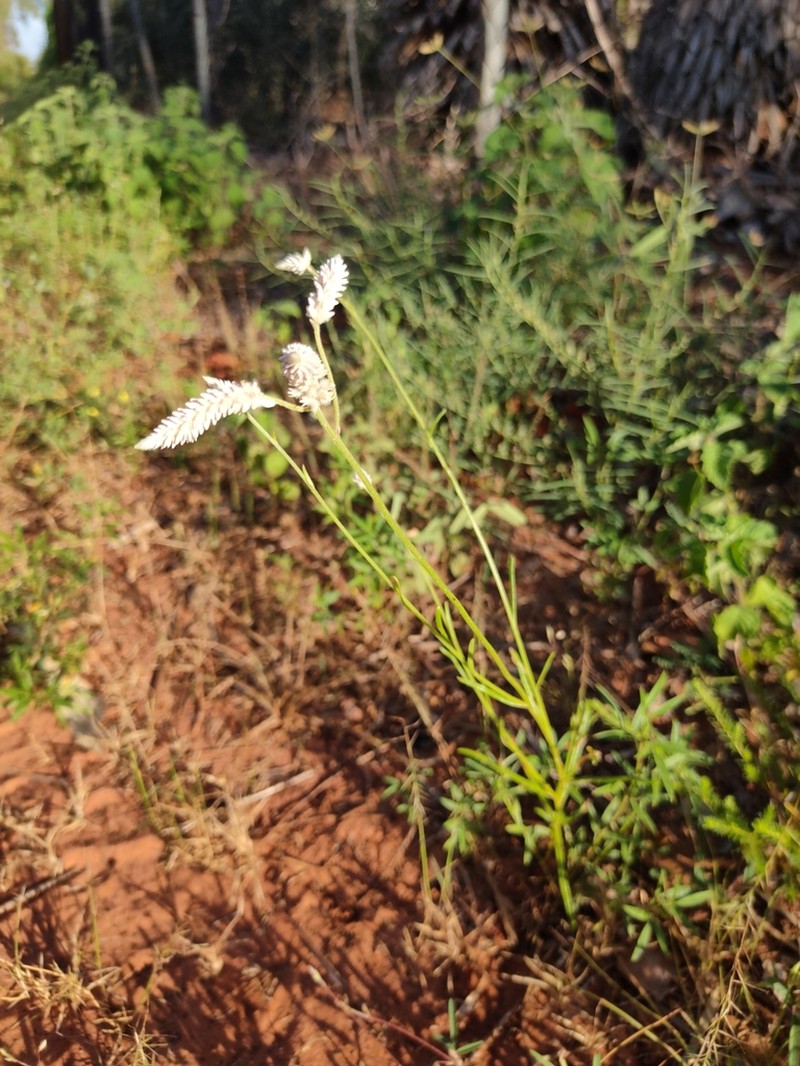 Ptilotus lanatus photo 4