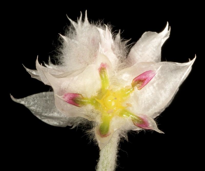 Ptilotus latifolius