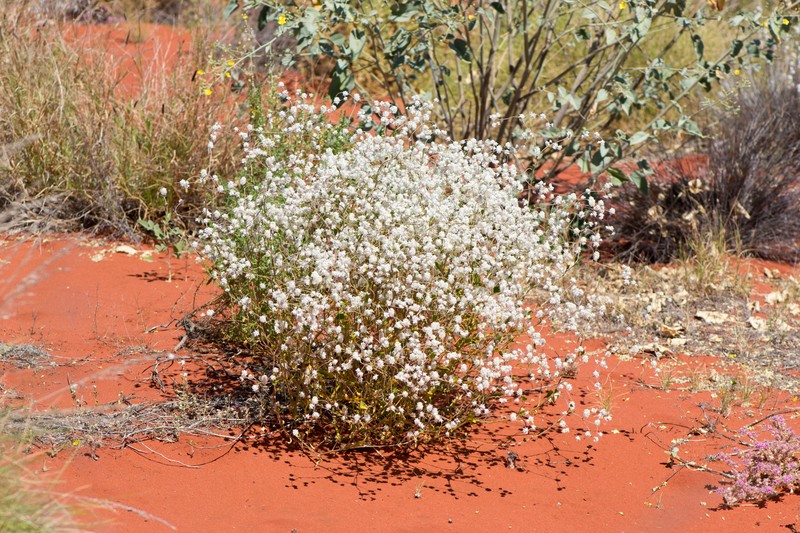 Ptilotus latifolius photo 2
