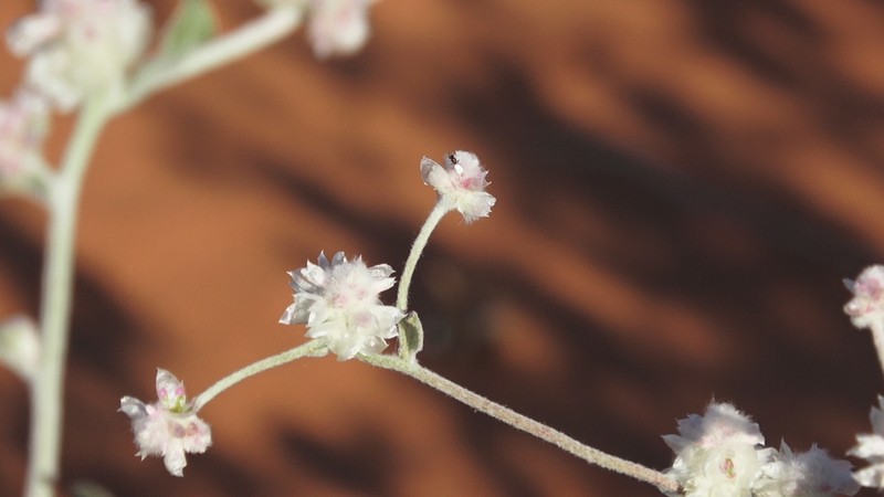 Ptilotus latifolius photo 3
