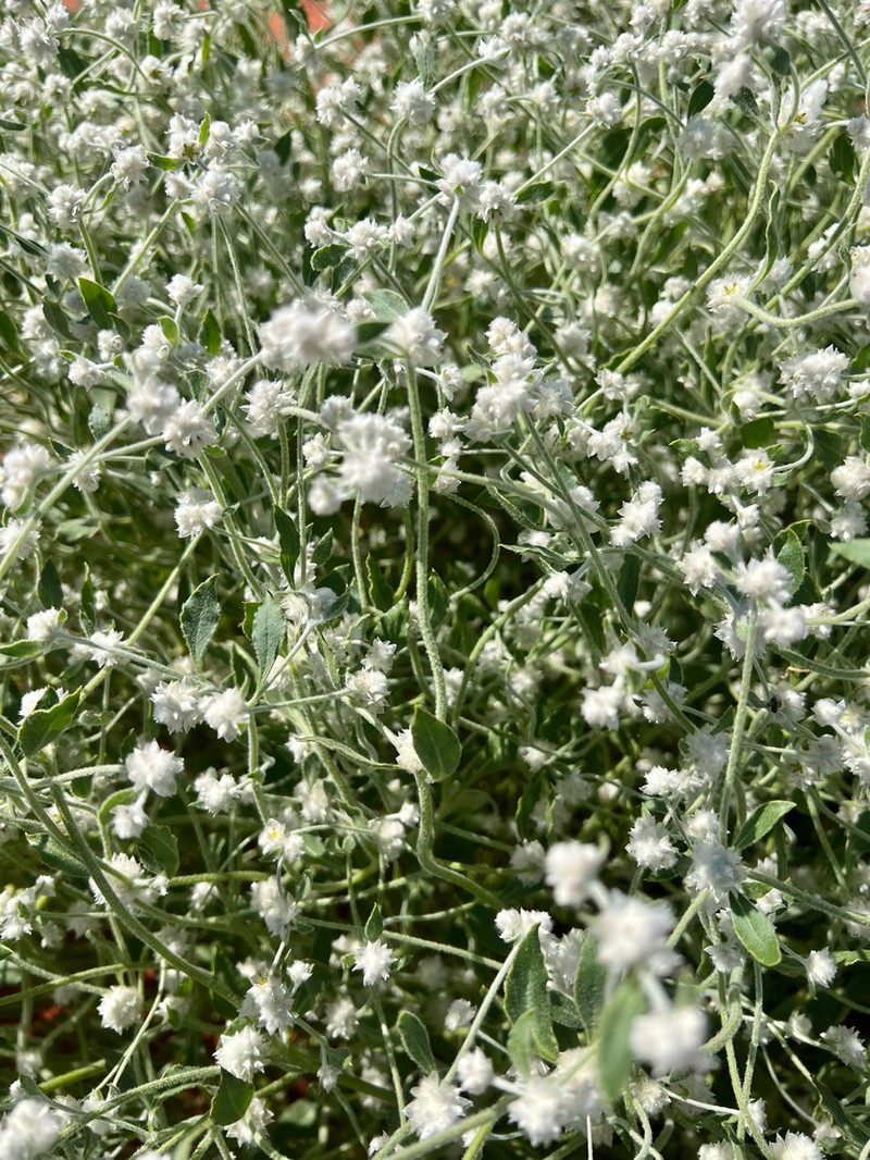 Ptilotus latifolius photo 5