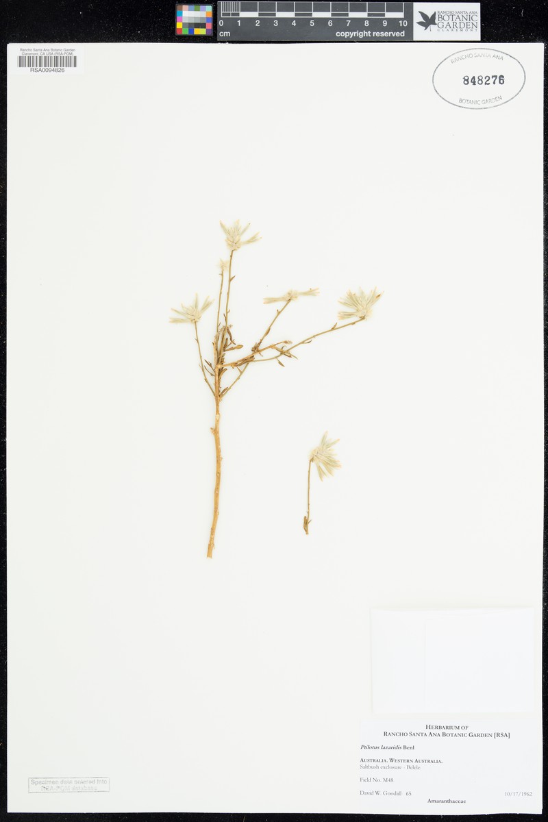 Ptilotus lazaridis