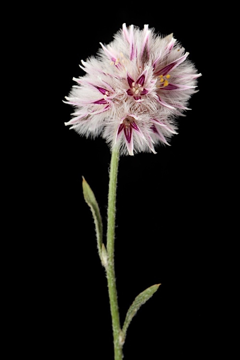 Ptilotus leucocoma