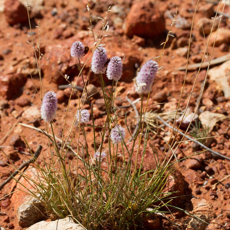 Ptilotus leucocoma photo 2