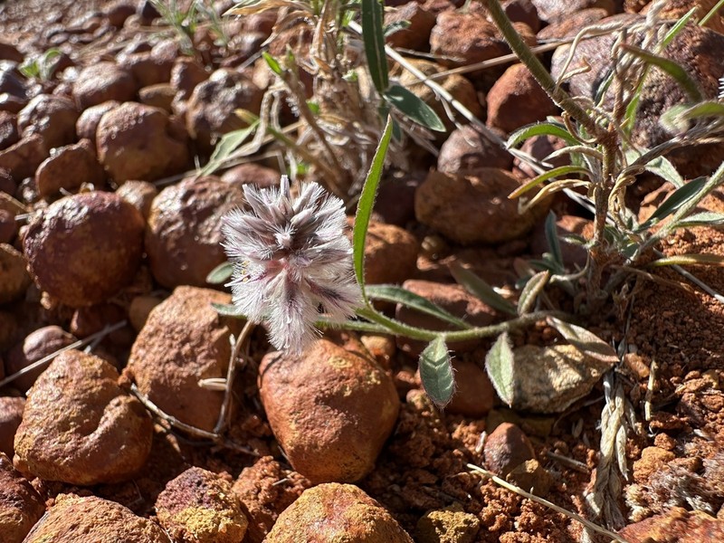 Ptilotus leucocoma photo 3