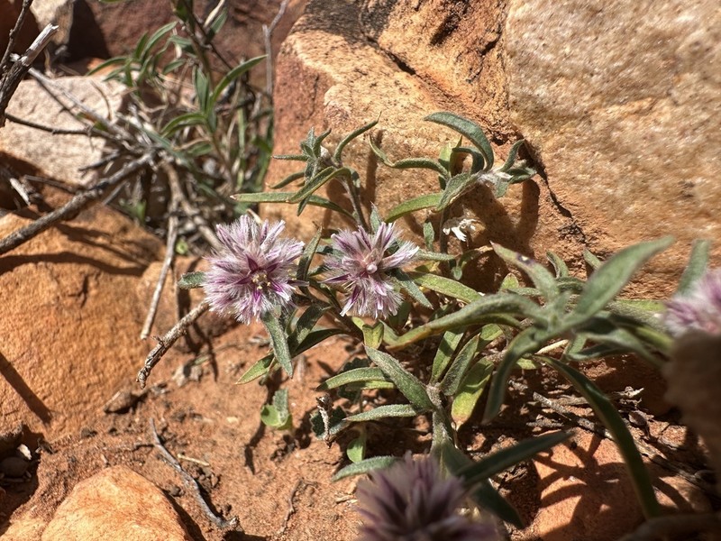 Ptilotus leucocoma photo 4