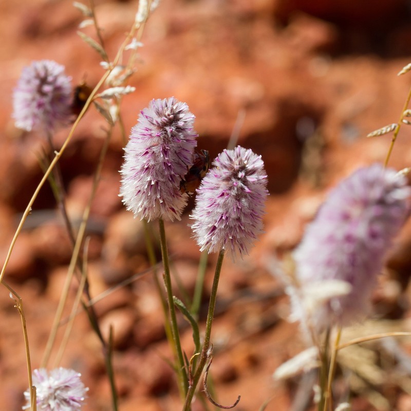 Ptilotus leucocoma photo 5