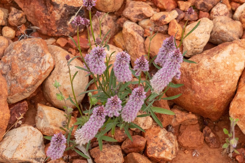 Ptilotus leucocoma photo 6