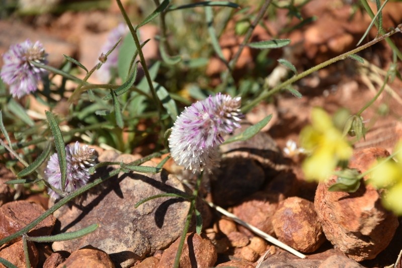 Ptilotus leucocoma photo 7