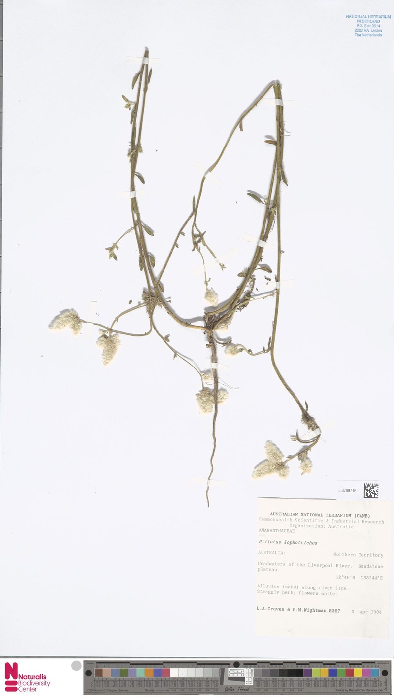 Ptilotus lophotrichus