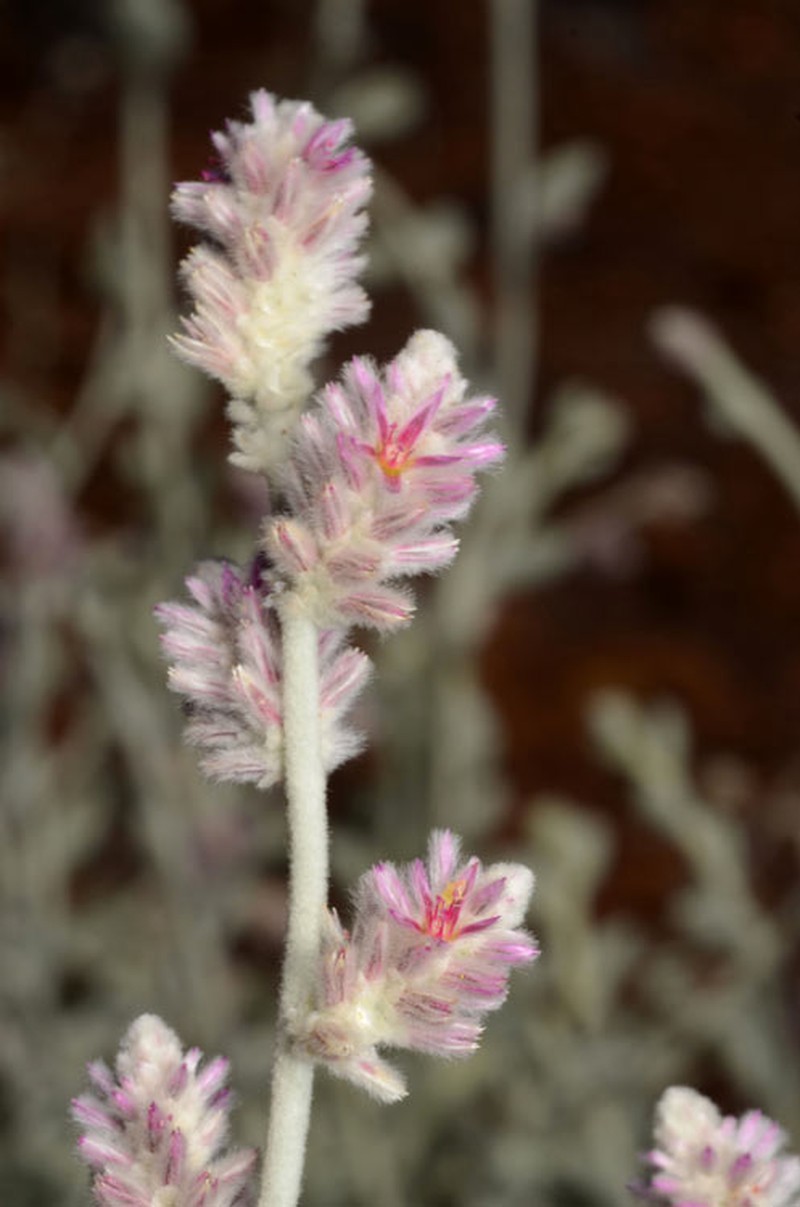 Ptilotus maconochiei