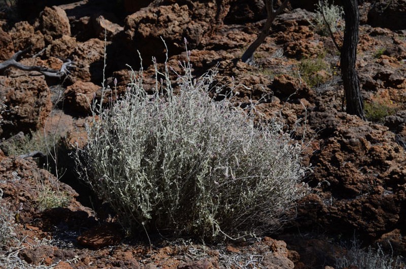 Ptilotus maconochiei photo 2