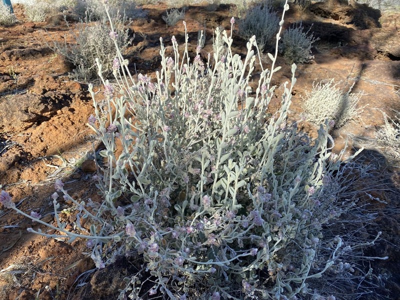 Ptilotus maconochiei photo 3