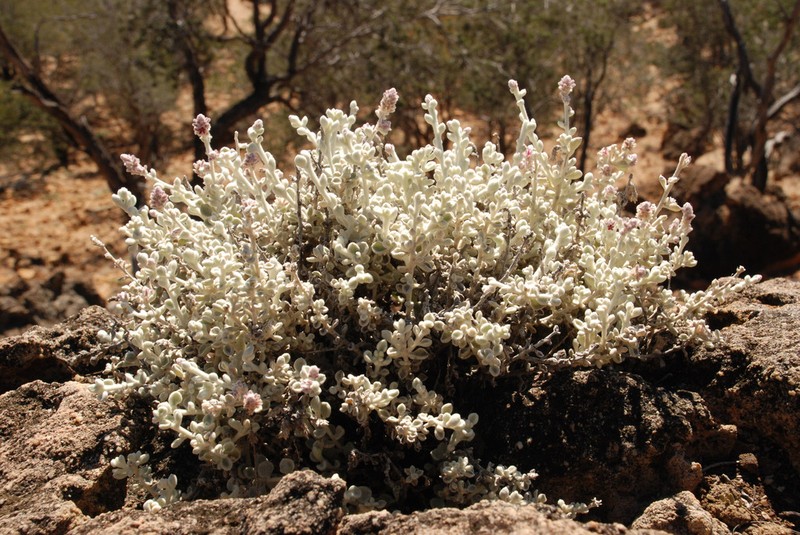 Ptilotus maconochiei photo 4