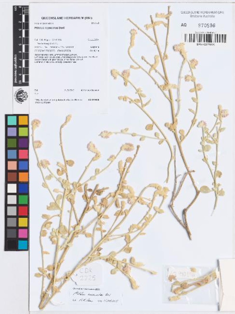 Ptilotus maconochiei photo 6