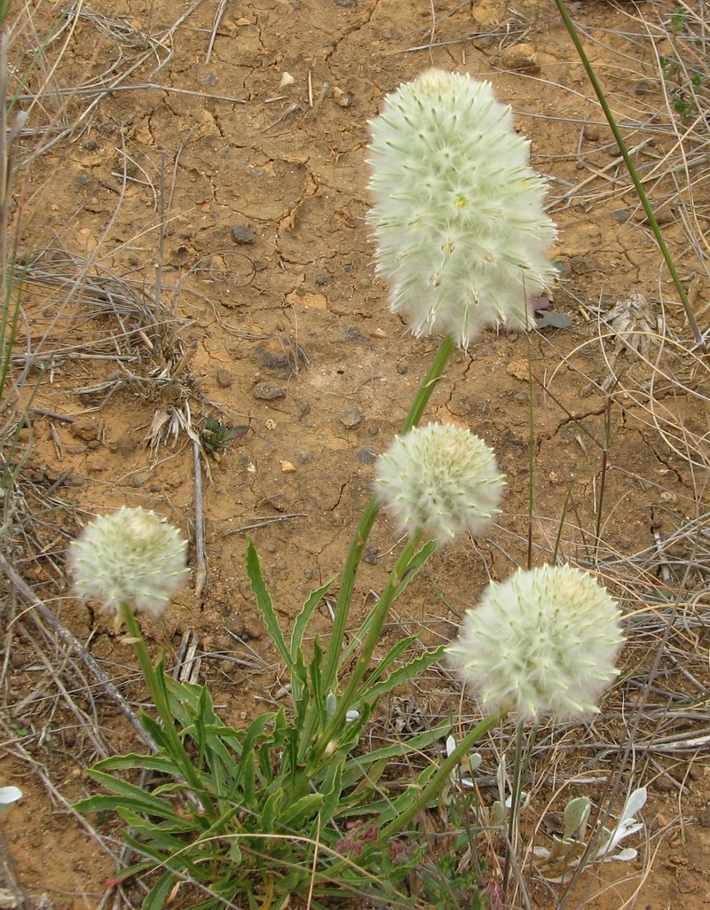 Ptilotus macrocephalus