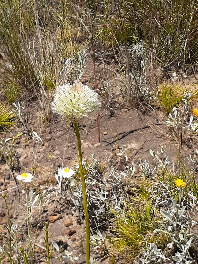 Ptilotus macrocephalus photo 2