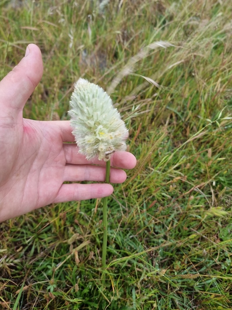 Ptilotus macrocephalus photo 3