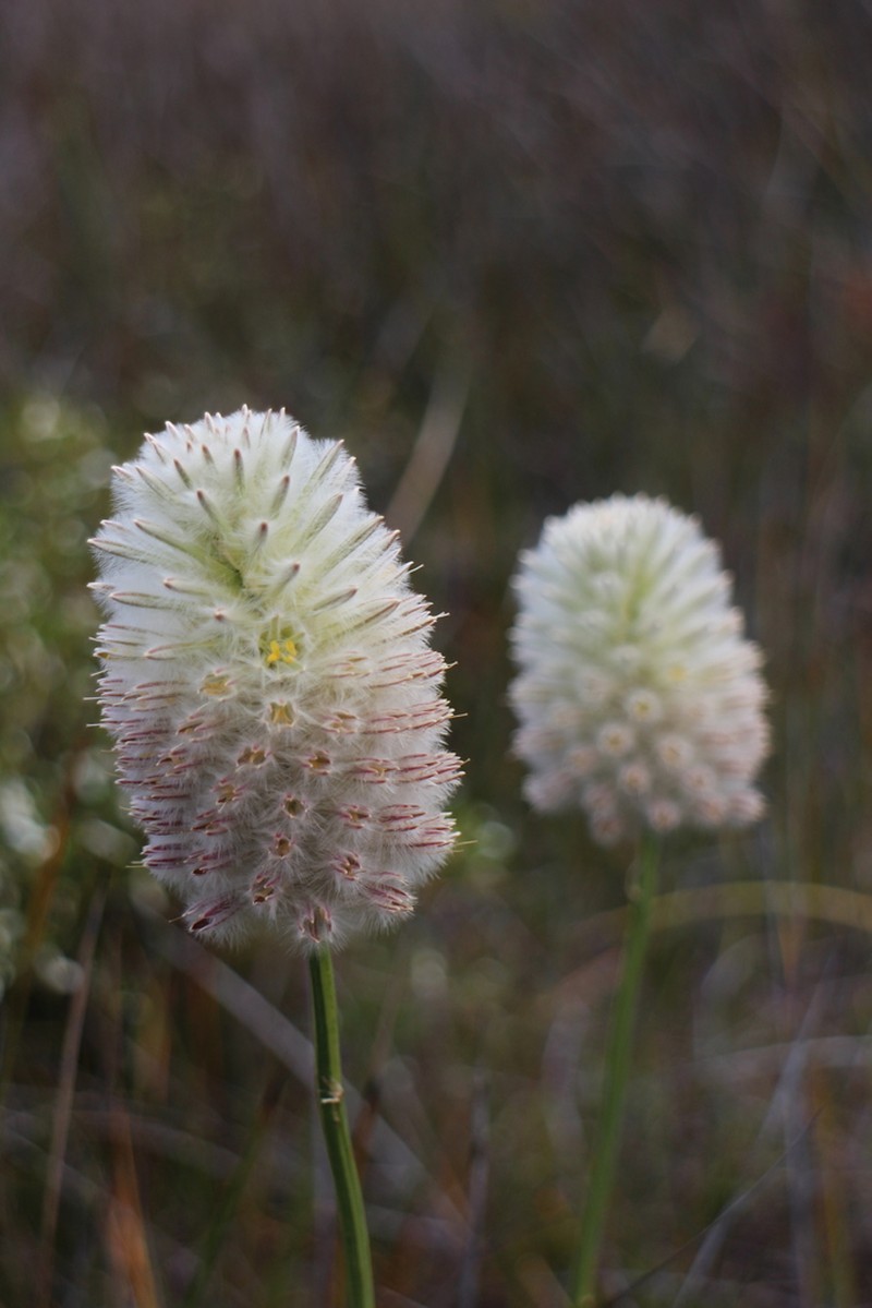 Ptilotus macrocephalus photo 4