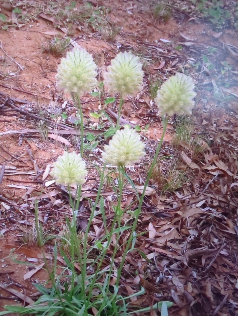 Ptilotus macrocephalus photo 5