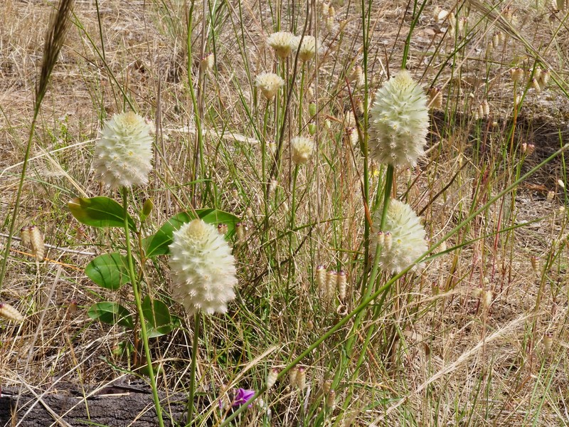 Ptilotus macrocephalus photo 6