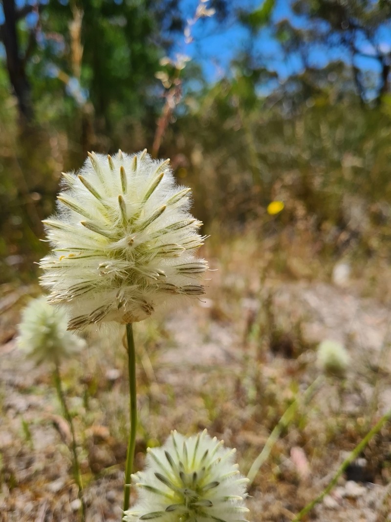 Ptilotus macrocephalus photo 7