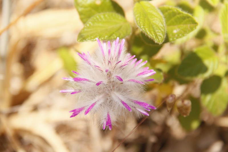 Ptilotus manglesii