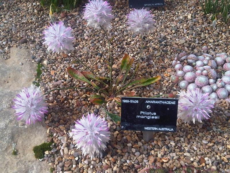 Ptilotus manglesii photo 2