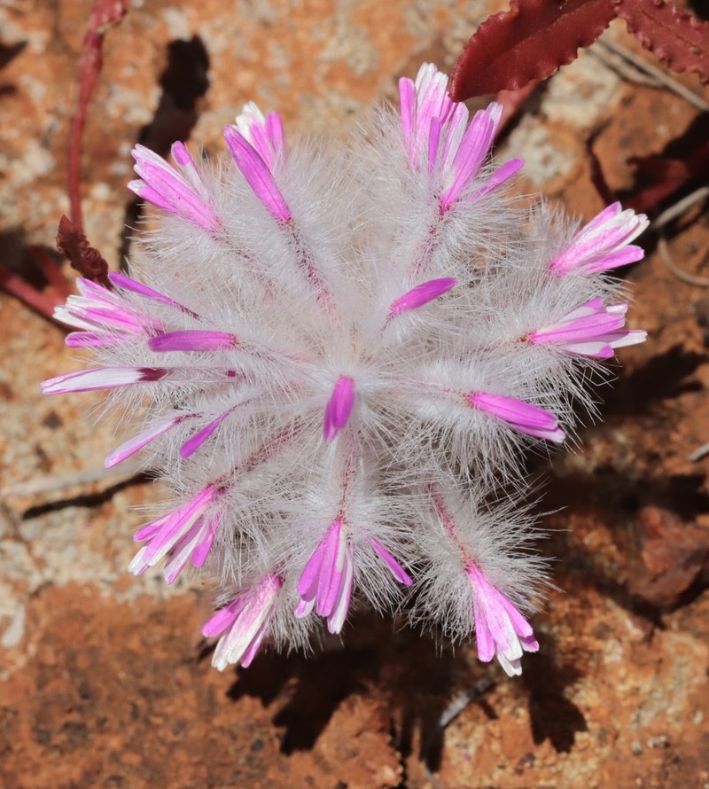 Ptilotus manglesii photo 3
