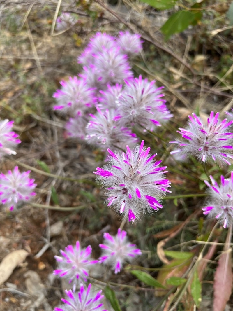 Ptilotus manglesii photo 4