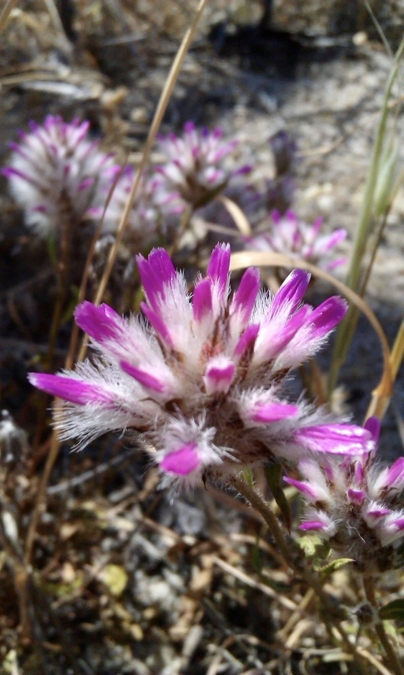 Ptilotus manglesii photo 5
