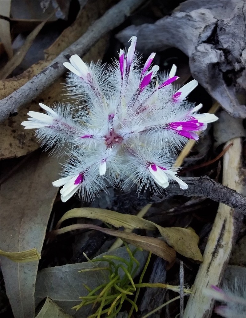 Ptilotus manglesii photo 6