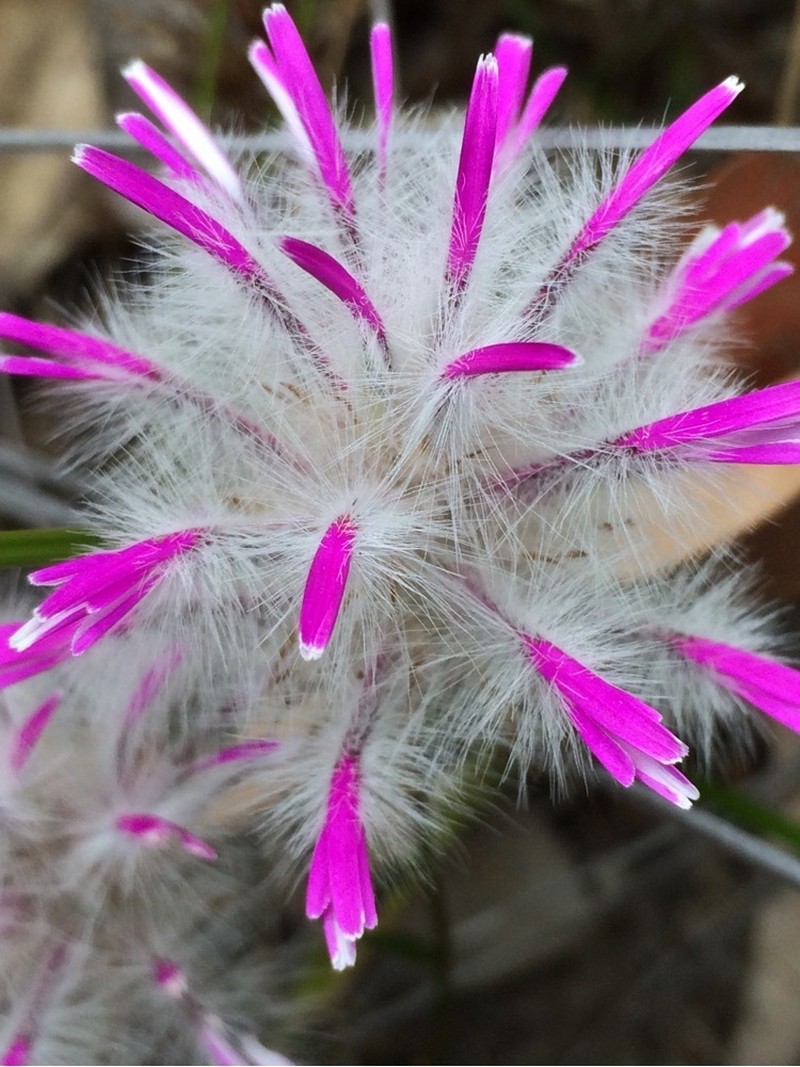 Ptilotus manglesii photo 7