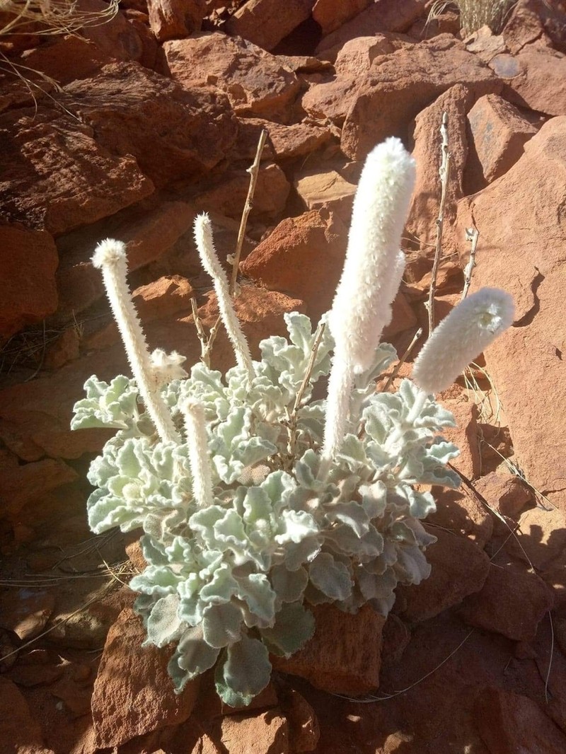 Ptilotus marduguru