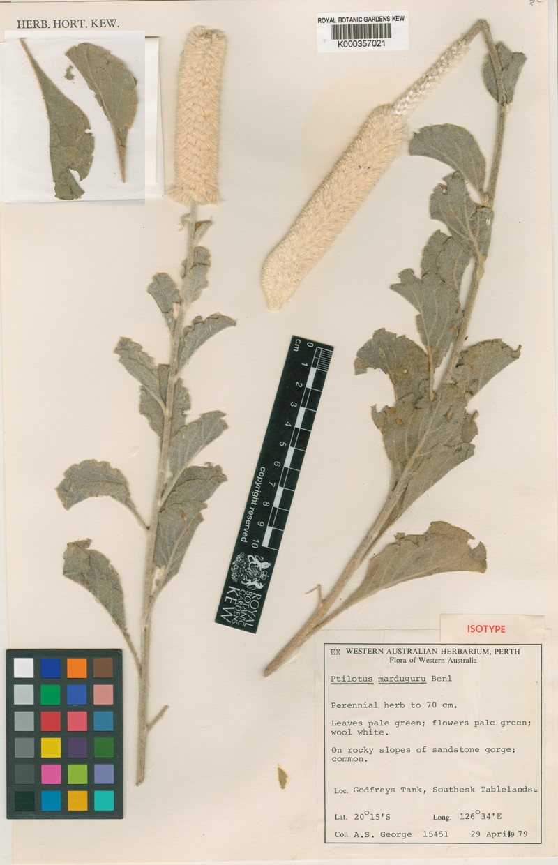 Ptilotus marduguru photo 4