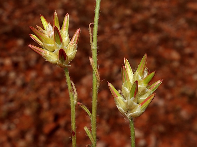 Ptilotus modestus