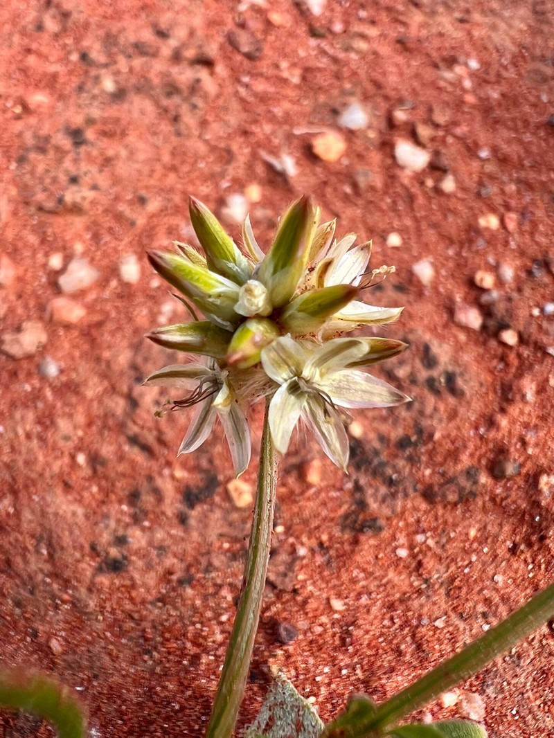 Ptilotus modestus photo 2