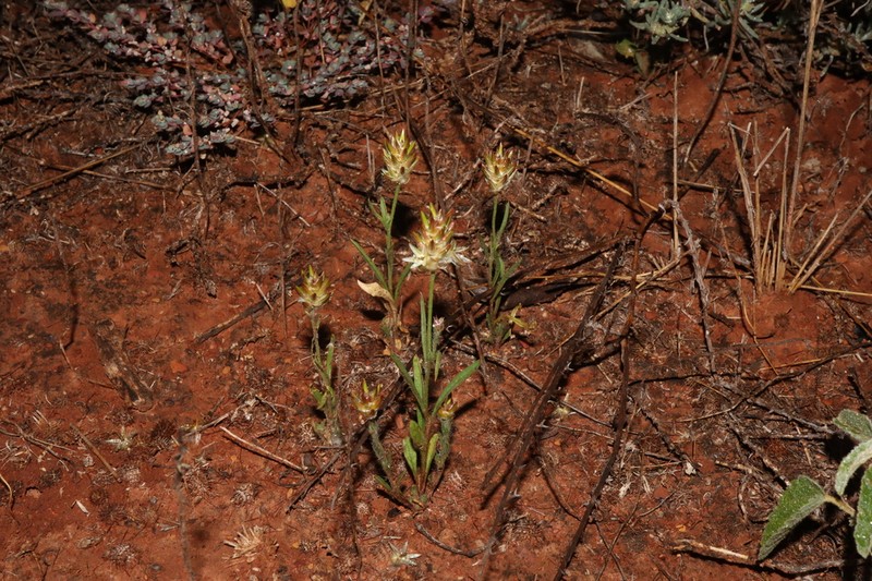 Ptilotus modestus photo 3