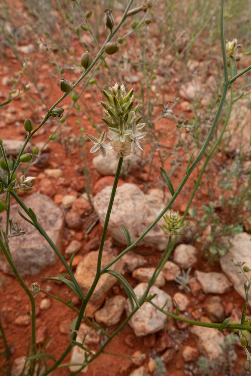 Ptilotus modestus photo 4