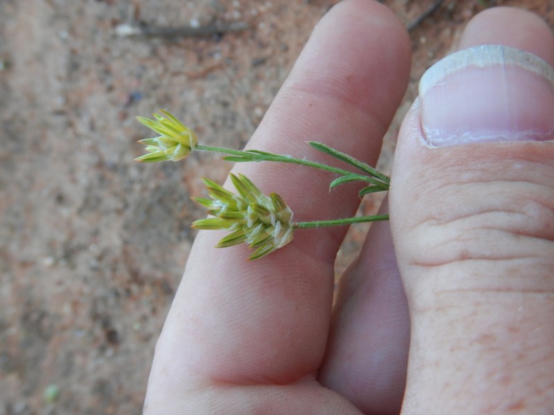 Ptilotus modestus photo 5