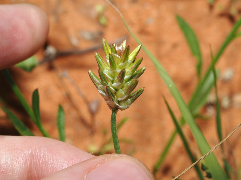 Ptilotus modestus photo 6