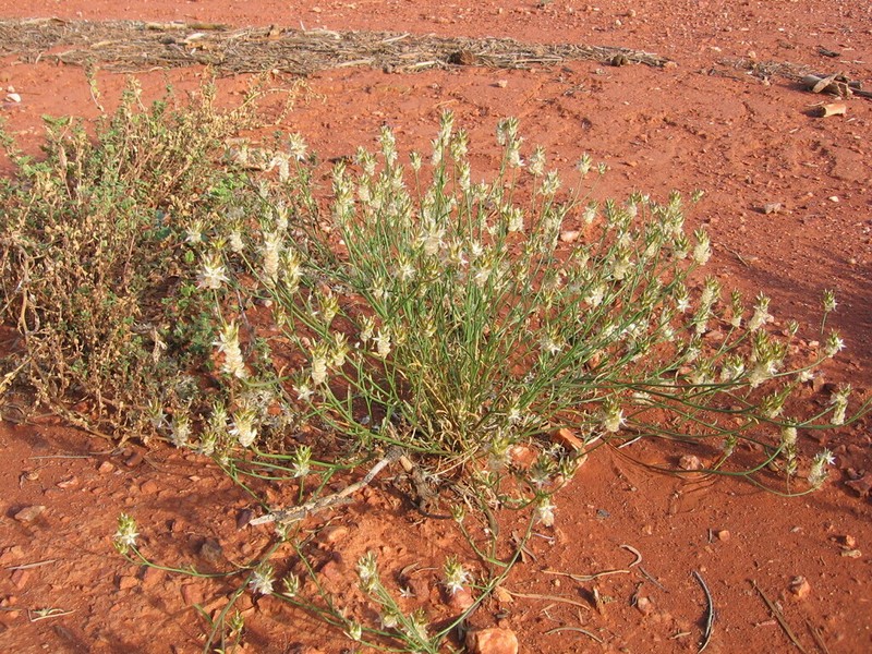 Ptilotus modestus photo 7