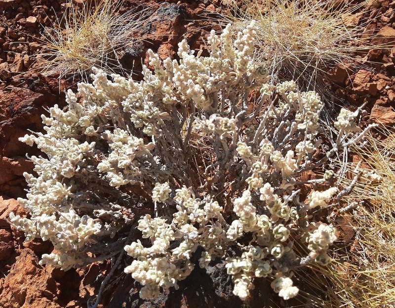 Ptilotus mollis