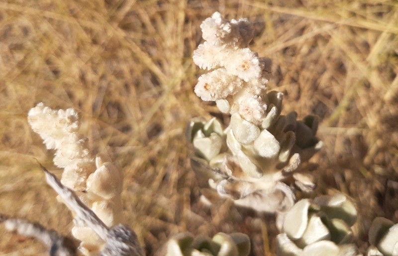 Ptilotus mollis photo 3