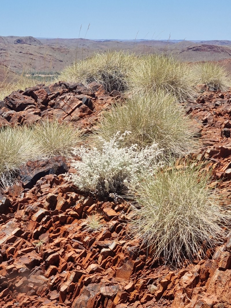 Ptilotus mollis photo 4