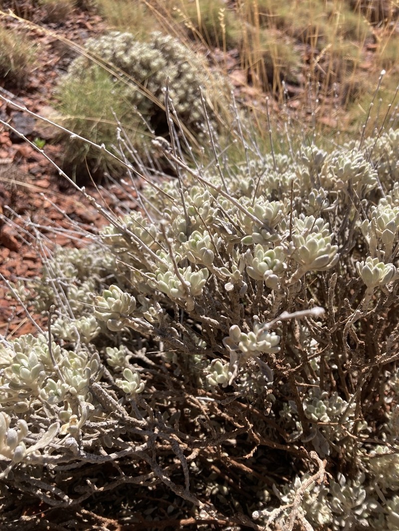 Ptilotus mollis photo 5